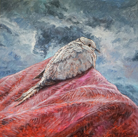 Peintures à l'huile Tourterelle par Patrick Salducci artiste peintre